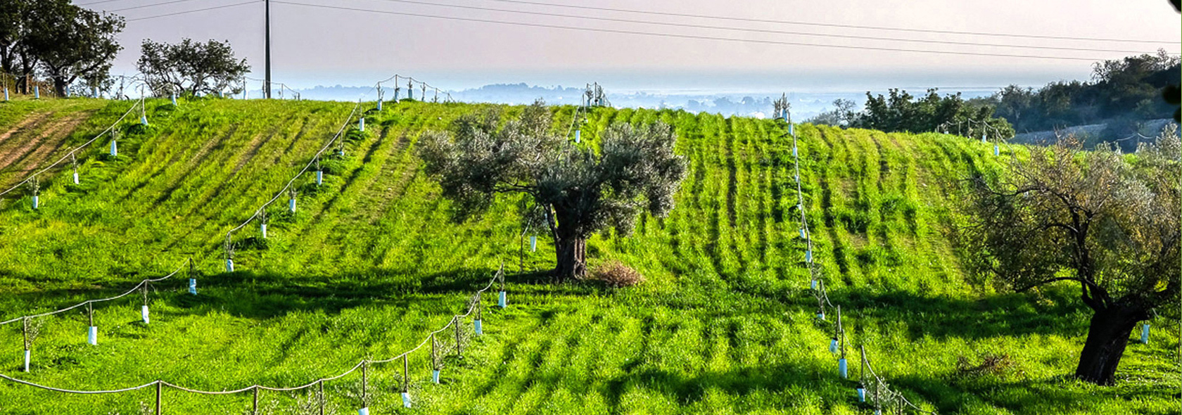 Quinta au Monte