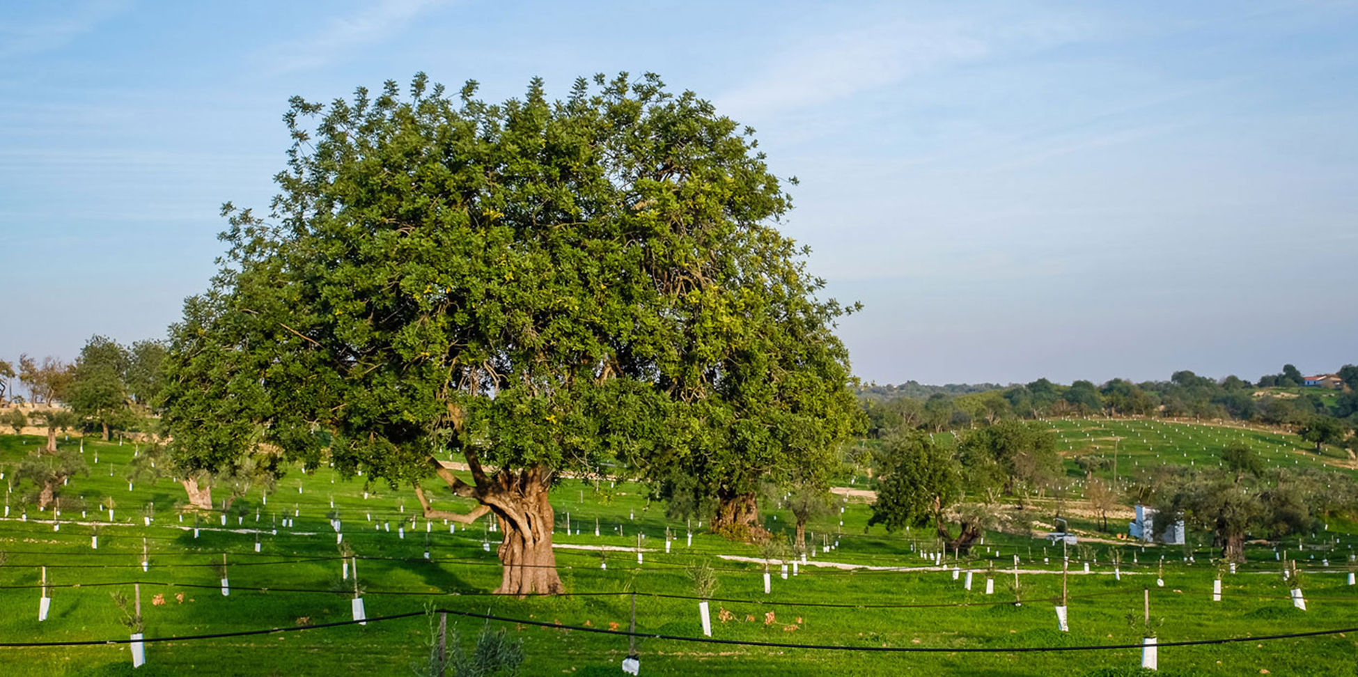 Quinta au Monte