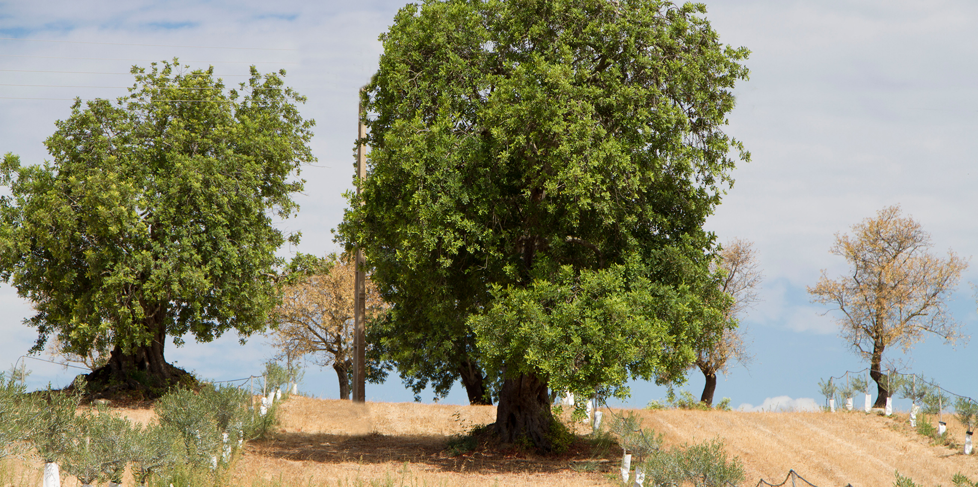 Quinta au Monte