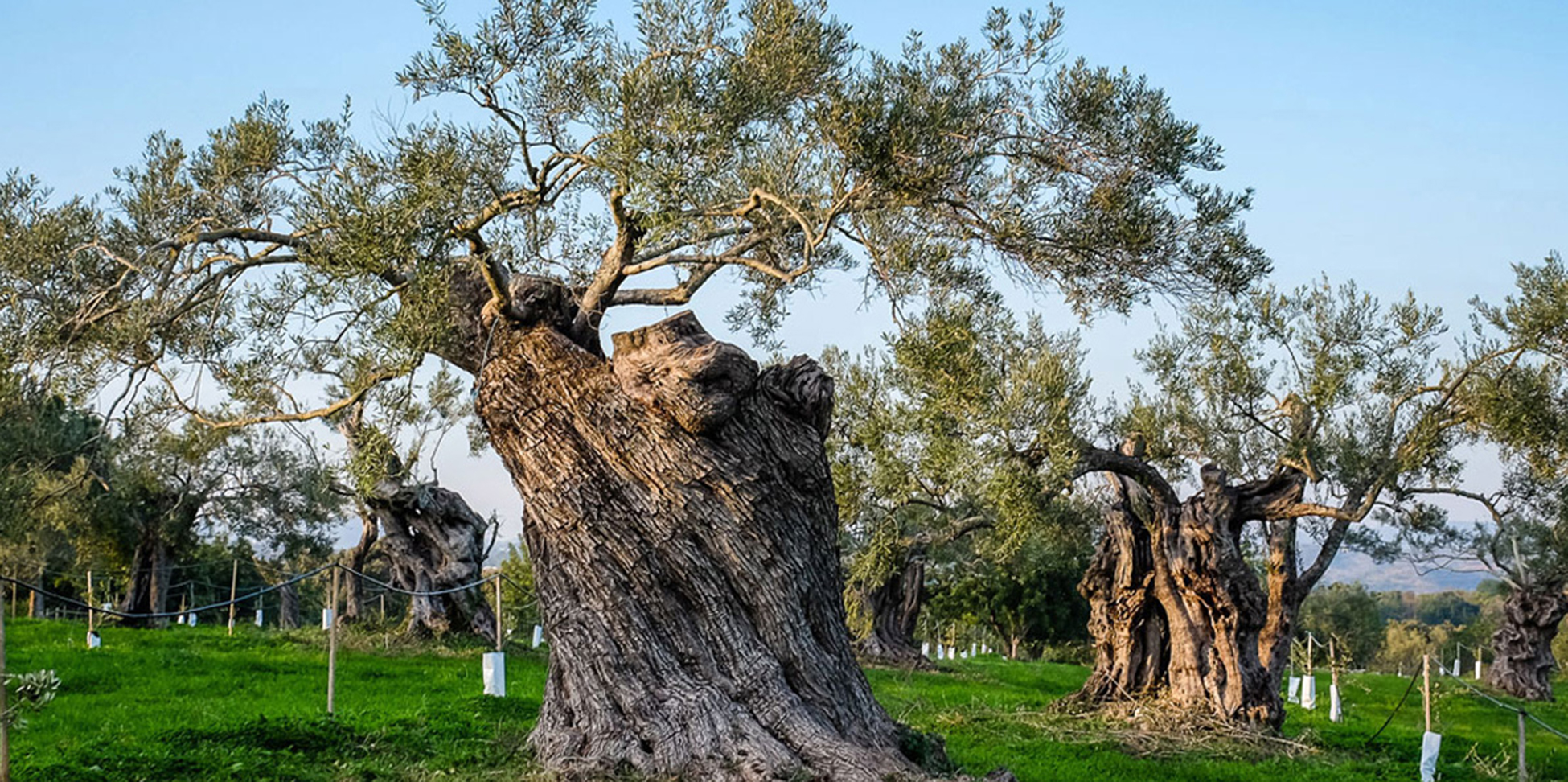 Quinta au Monte