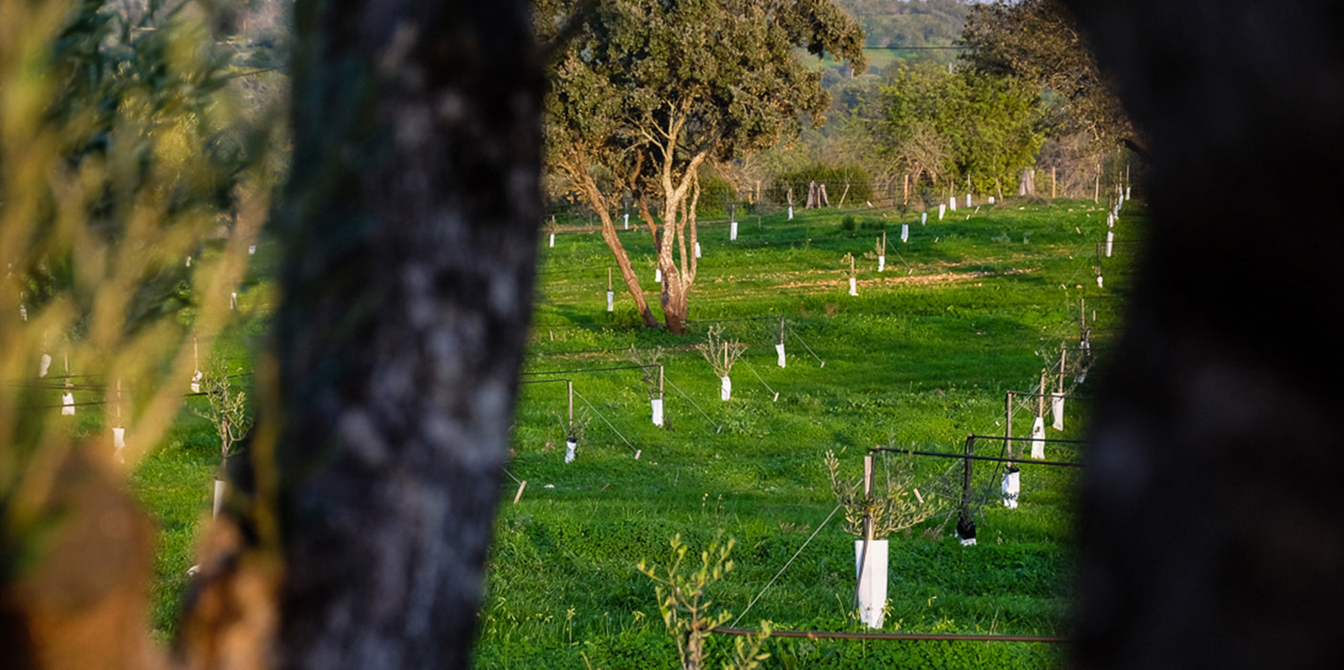 Quinta au Monte